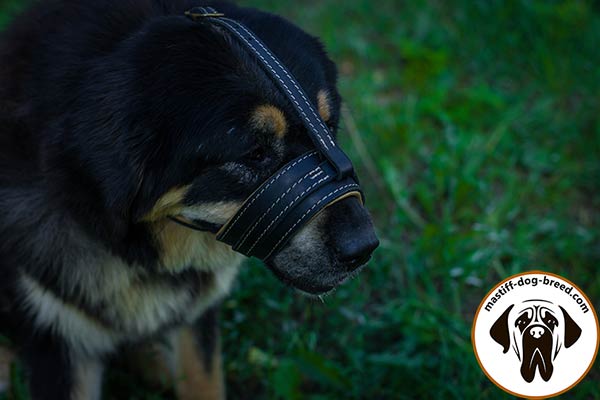 Reliable leather dog muzzle for Mastiff with Nappa padding