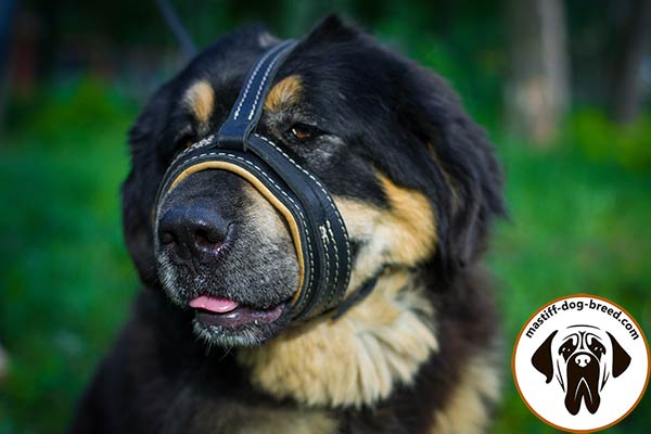 Stitched-with-white-thread leather dog muzzle for Mastiff