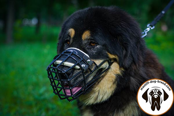Metal cage Mastiff muzzle with special covering on wire