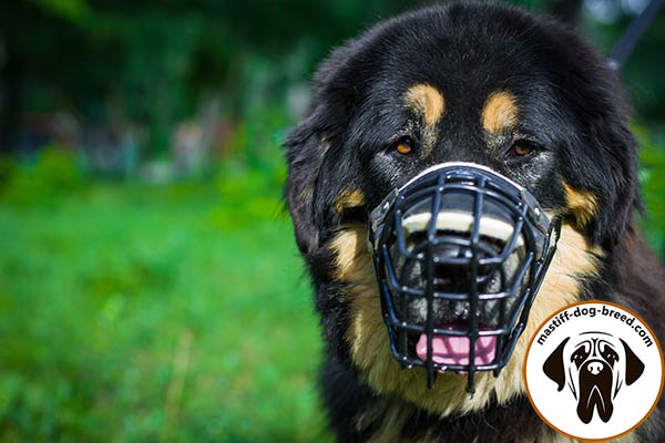 Metal cage Mastiff muzzle with comfy leather lining