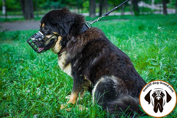 Adjustable wire cage dog muzzle for Mastiff with leather strap