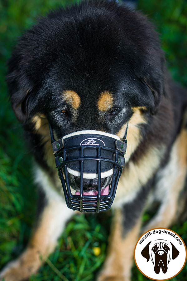 Thoroughly stitched and riveted wire cage dog muzzle for Mastiff 